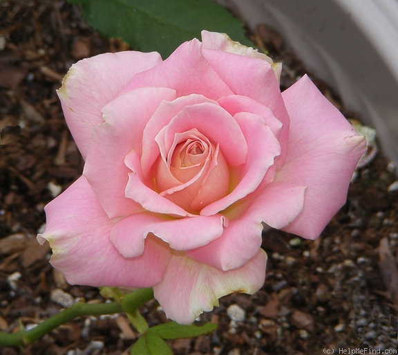 'Strawberry Romance' rose photo