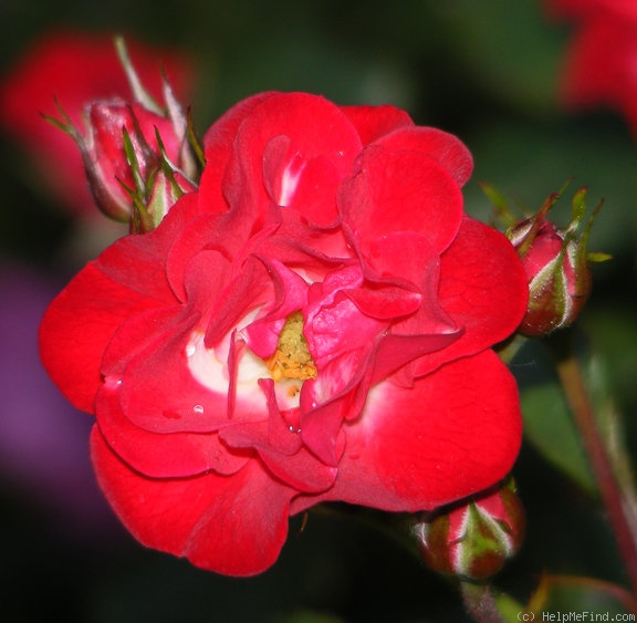 'Zenaitta' rose photo