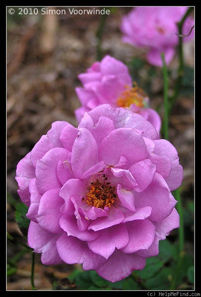 'Starlight Rose' rose photo