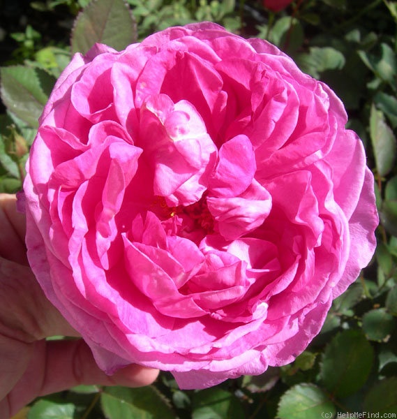 'Sandyhook' rose photo