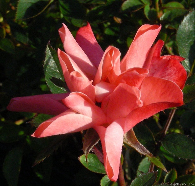 'Halo Dolly' rose, click to enlarge 'Halo Dolly' rose photo
