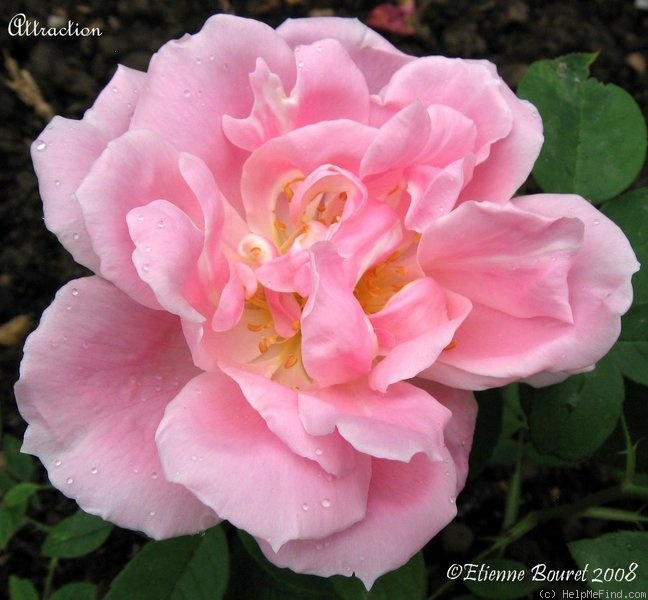'Attraction (hybrid tea, Dubreuil, 1886)' rose photo