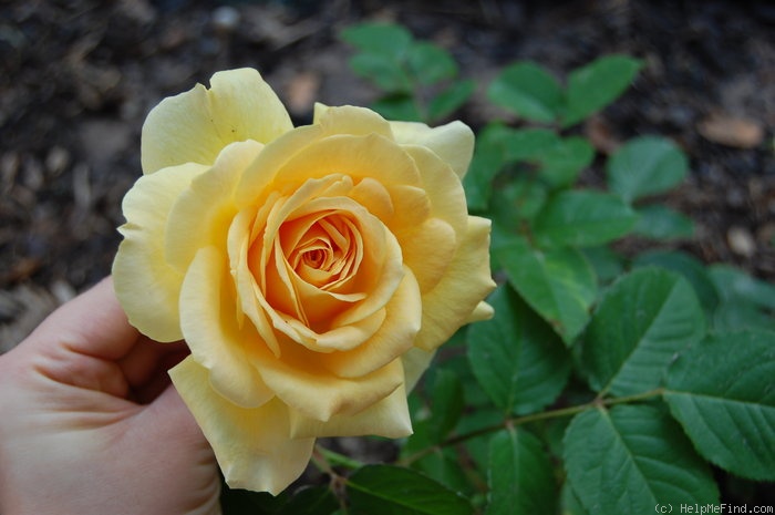 'Honey Bouquet' rose photo