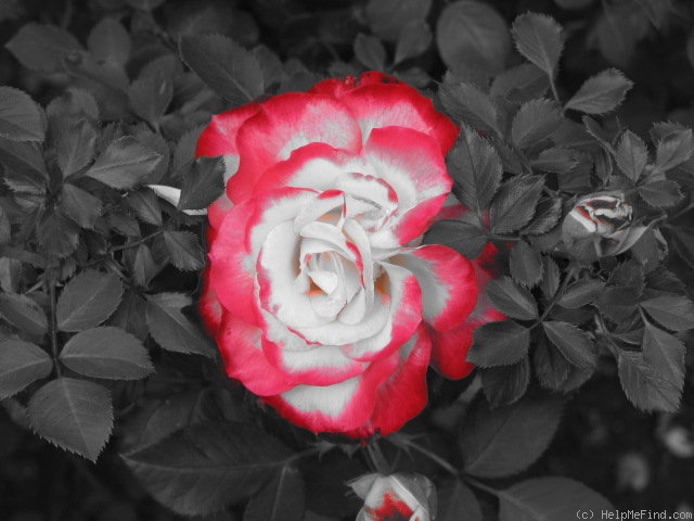 'Cherry Parfait ™' rose photo