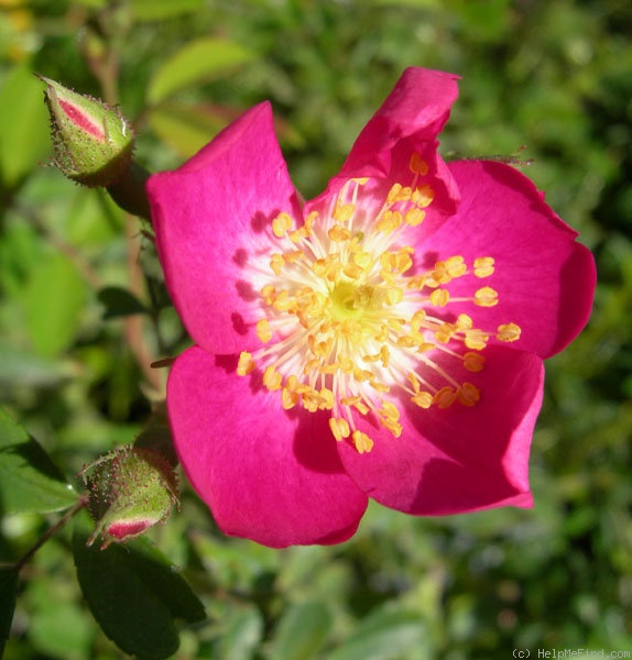 'Pink Clouds (miniature, Moore, 1956)' rose photo