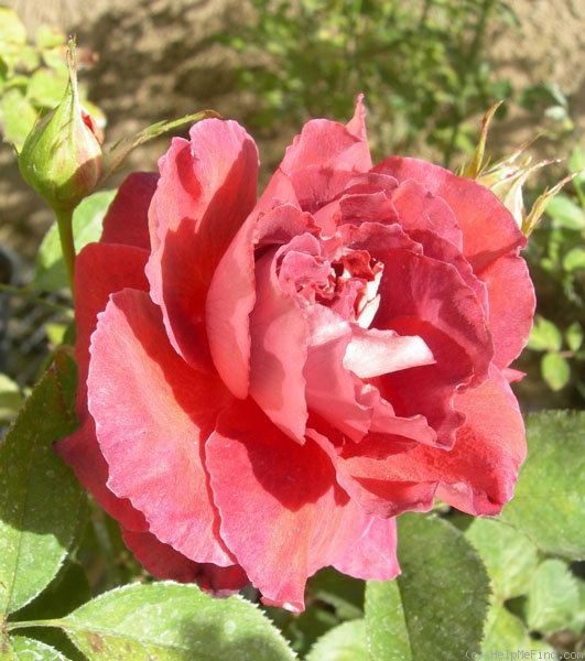 'Victoriana' rose photo