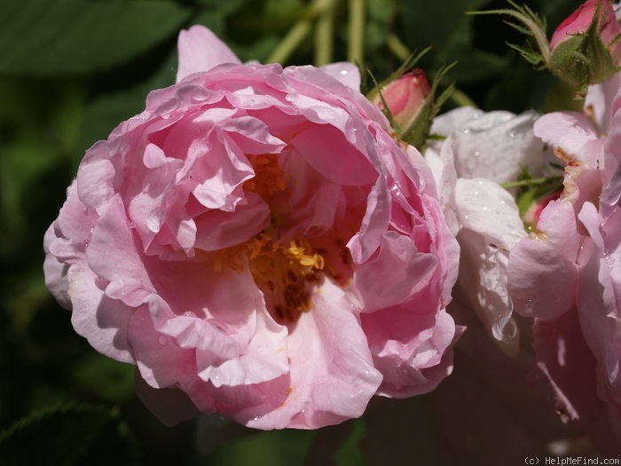 'Céleste (alba, syn. 'Celestial')' rose photo