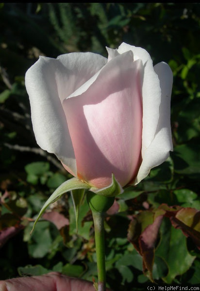 'Sweet Afton (hybrid tea, Armstrong & Swim, 1964)' rose photo