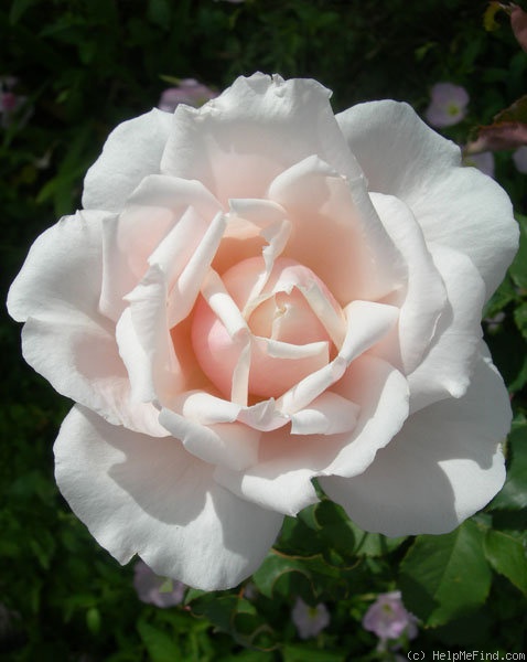 'Sweet Afton (hybrid tea, Armstrong & Swim, 1964)' rose photo