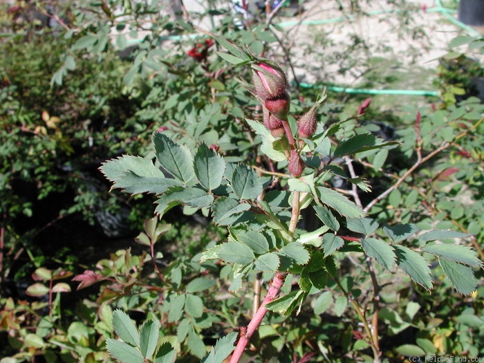 'OADEFED' rose photo