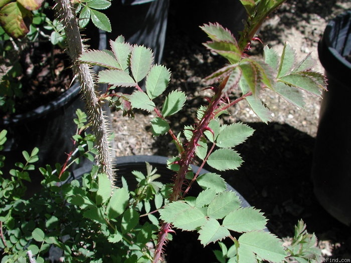 '<i>Rosa fedtschenkoana</i> Regel' rose photo