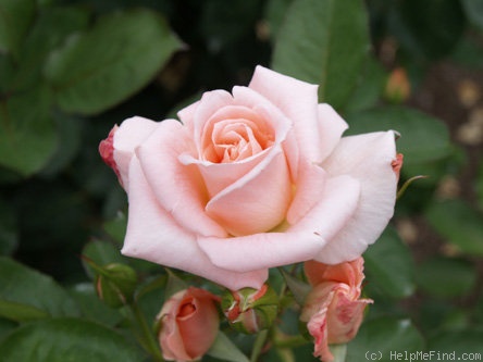 'Pitica' rose photo