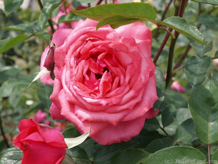 'Ami Dietrich' rose photo
