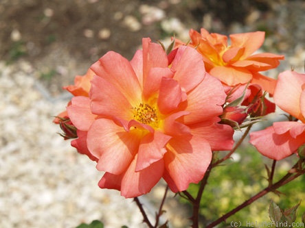 'Badener Gold ®' rose photo