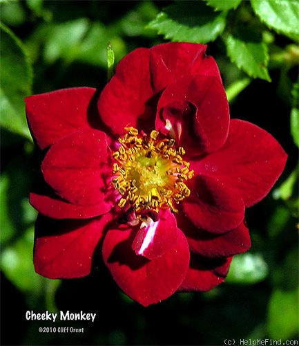 'Cheeky Monkey' rose photo
