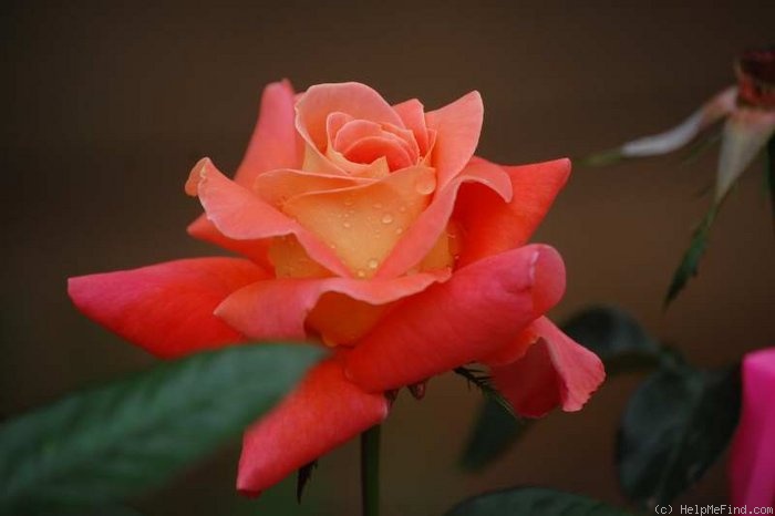 'Wandering Minstrel' rose photo