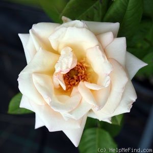 'Lady Romsey' rose photo