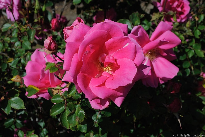 'Ilse Haberland ®' rose photo