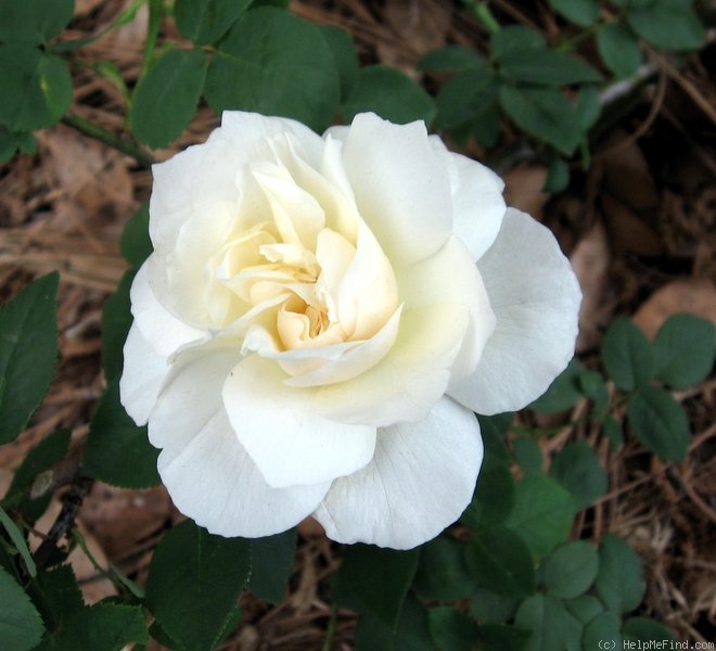 'Kronprinzessin Viktoria' rose photo