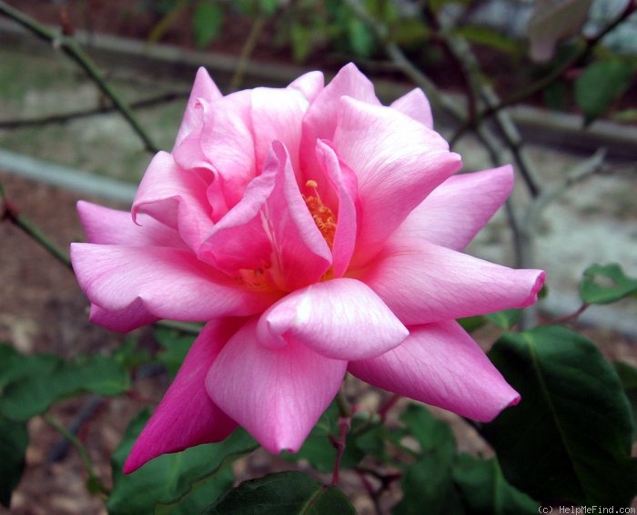 'Bon Silène (Tea, Guerin 1834)' rose photo