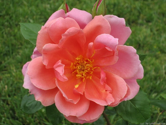 'Louise Catherine Breslau' rose photo