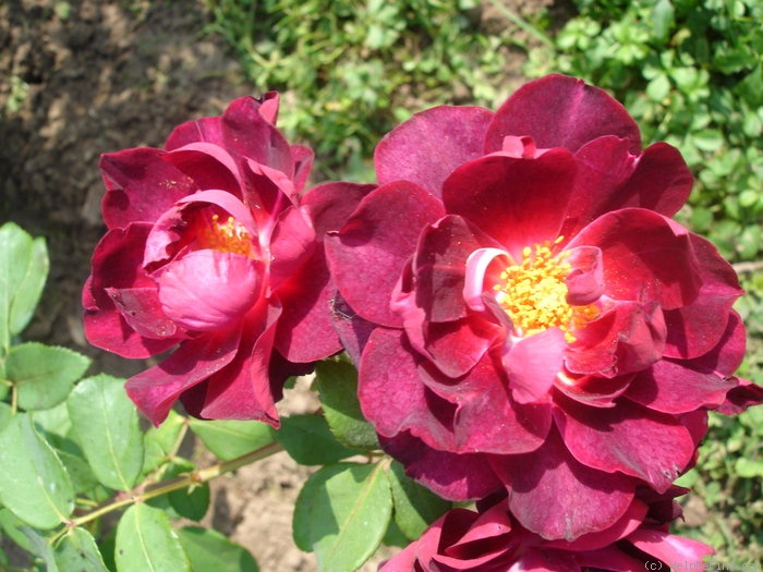 'Cardinal Hume ® (Shrub, Harkness 1982)' rose photo