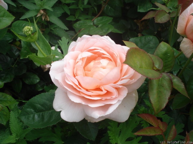 'Nancy Steen' rose photo