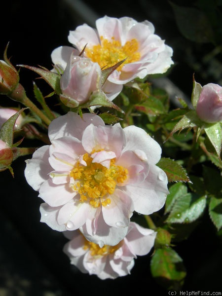 'String of Pearls (miniature, Moore)' rose photo