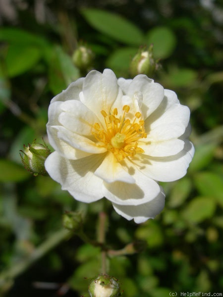 'Popcorn' rose photo