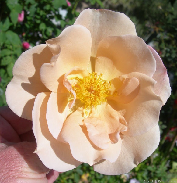'Twilight Mist' rose photo