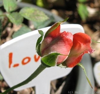 'Loveglo ™' rose photo