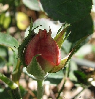 'Loveglo ™' rose photo