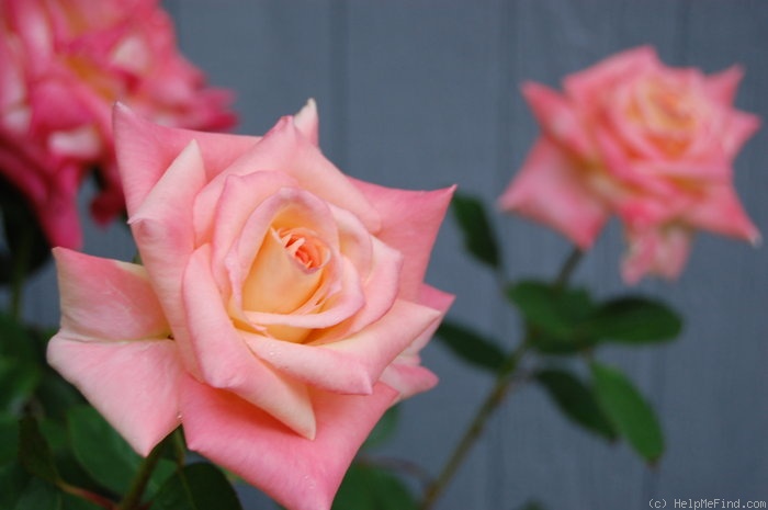 'Elegant Lady' rose photo