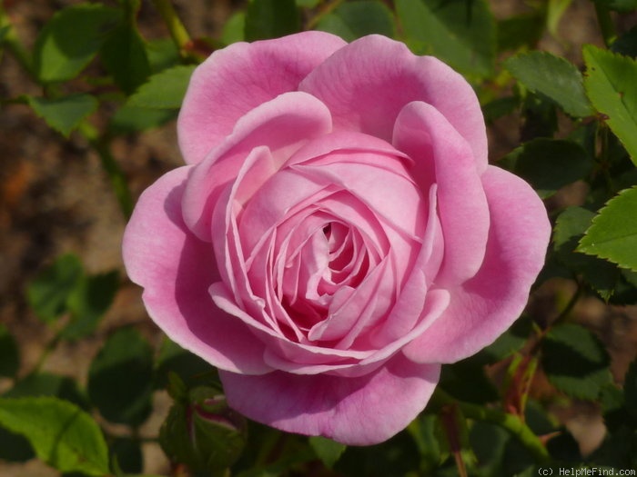 'Hermosa (bourbon, Marchesseau, 1832)' rose photo