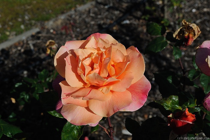 'Autumn' rose photo