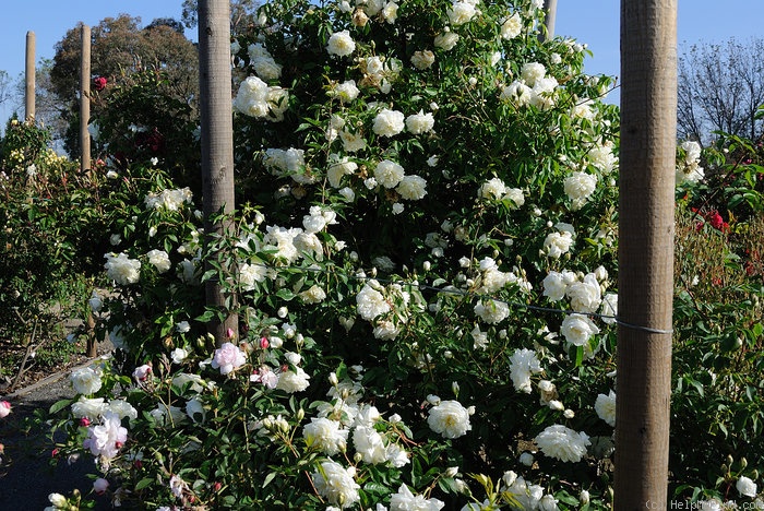 'Lamarque (noisette, Maréchal, 1830)' rose photo