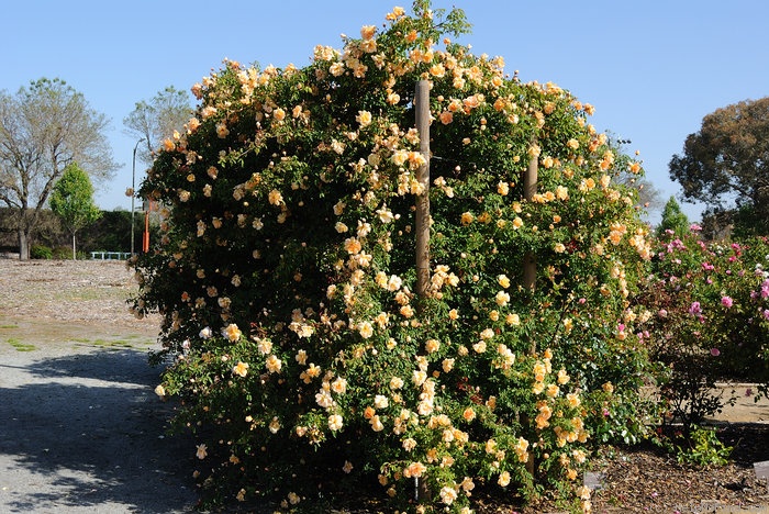 'Crépuscule (Tea Noisette, Dubreuil 1904)' rose photo