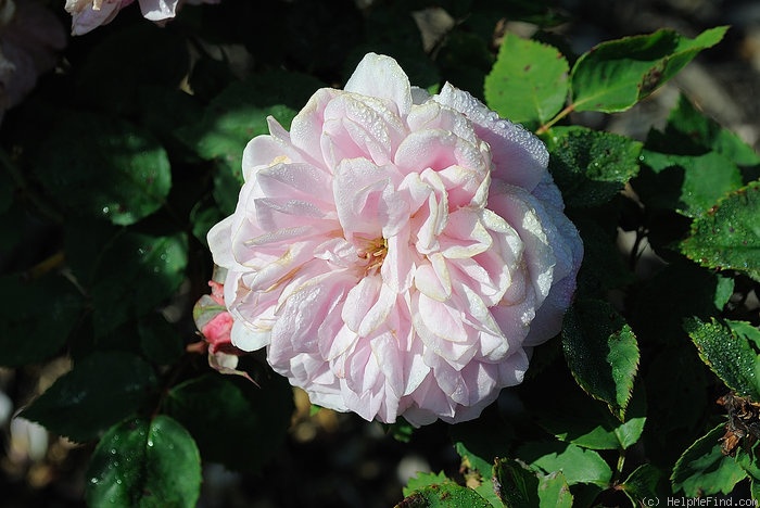 'Souvenir de Madame Auguste Charles' rose photo