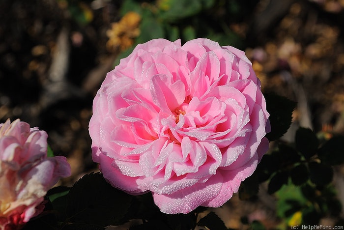 'Souvenir de Madame Auguste Charles' rose photo