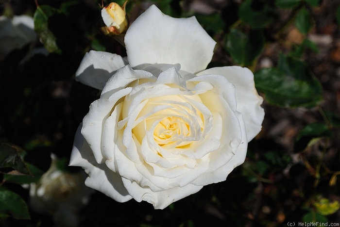 'Edith Krause' rose photo