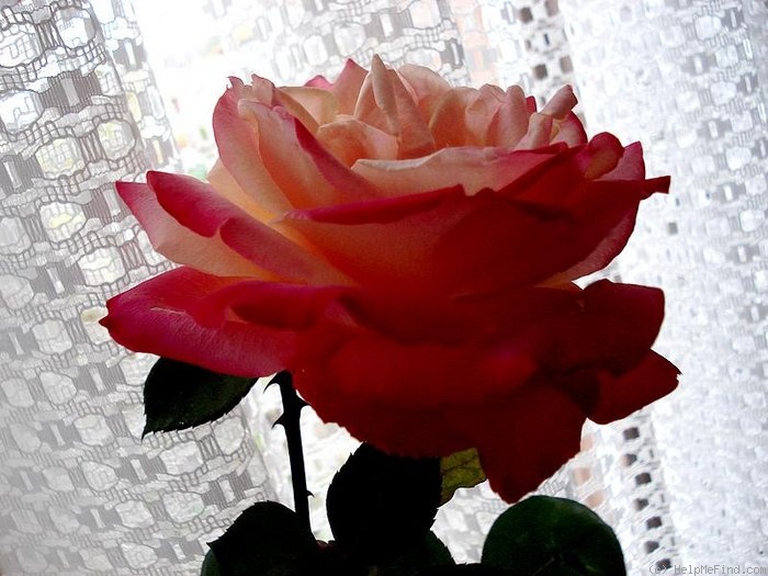 'Mon Cheri ™ (hybrid tea, Christensen 1981)' rose photo