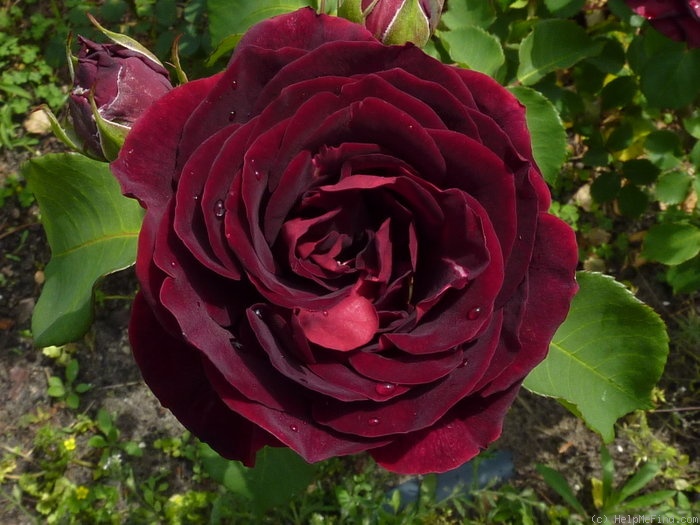 'Epoca (grandiflora, Lens, 1966)' rose photo