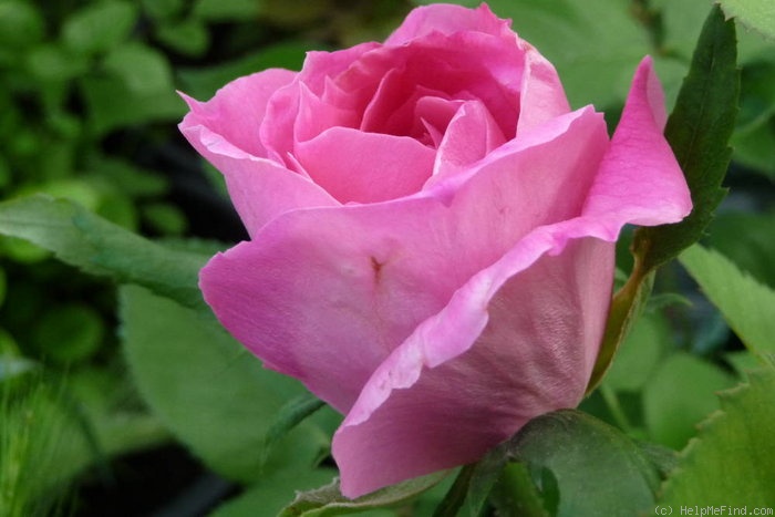 'Heinrich Schultheis' rose photo