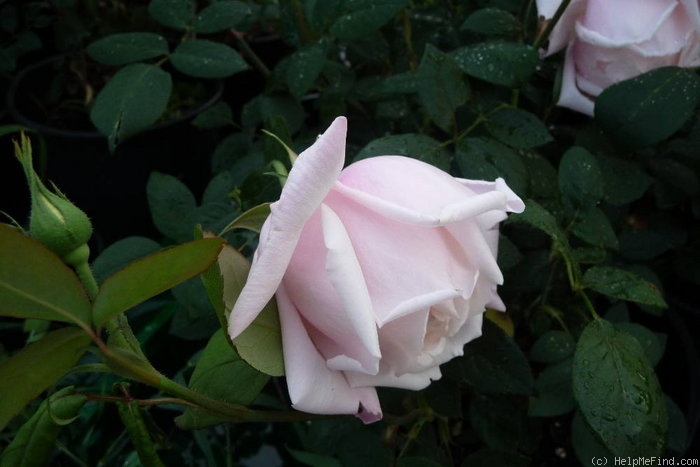 'Viscountess Folkestone' rose photo