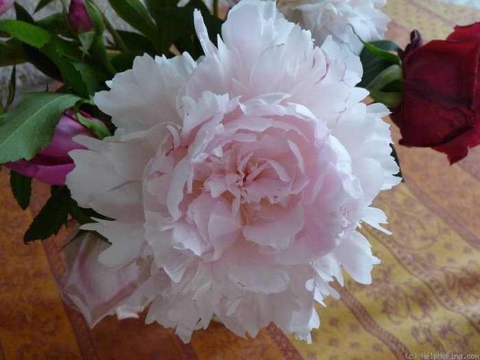 'Noémie Demay' peony photo