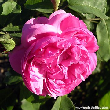 'Sydonie Dorisy (Bourbon, Dorisy, 1846)' rose photo