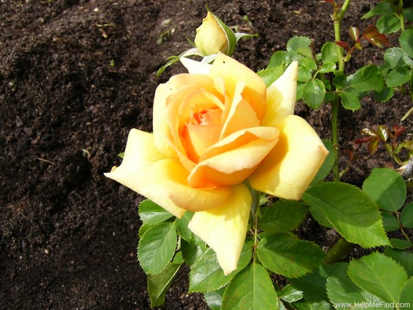 'Simply The Best' rose photo