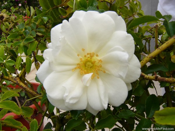 'White Flower Carpet' rose photo