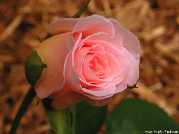 'Admired Miranda ®' rose photo