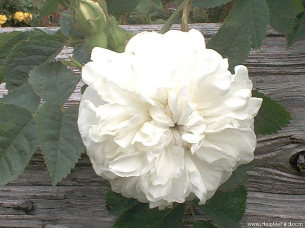 'Blanche Belgique' rose photo